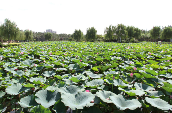 汀泽庭院实景图