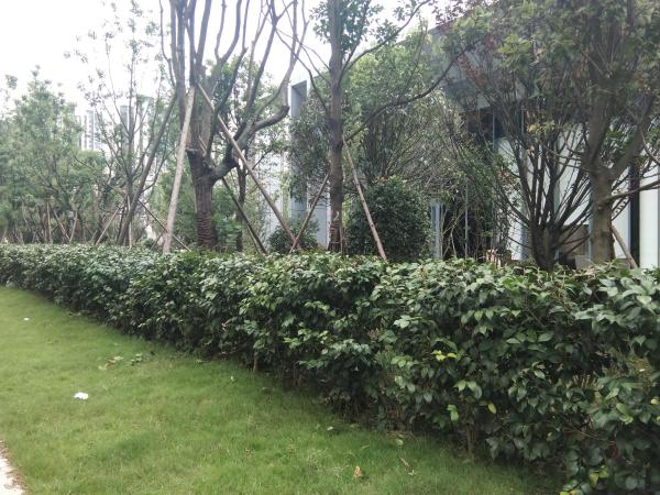 中建天府公馆_实景图_76