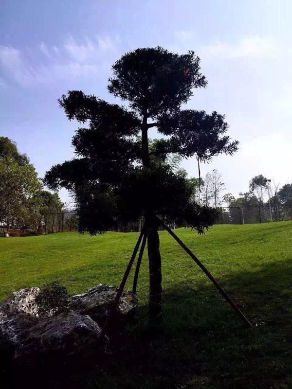 荣盛花语城实景图