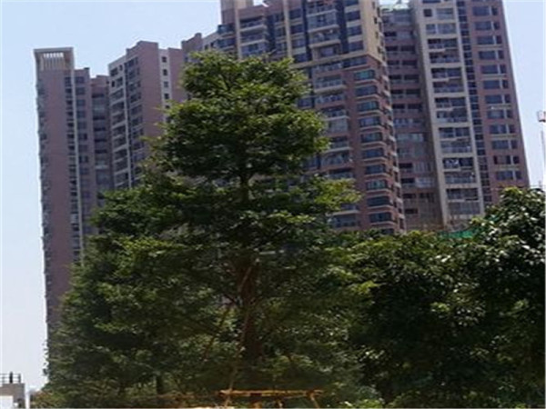 江滨花园锦绣龙湾_实景图_83