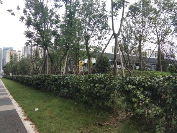 中建天府公馆_实景图_79