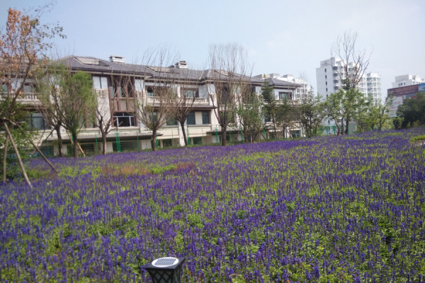 天山龍玺实景图