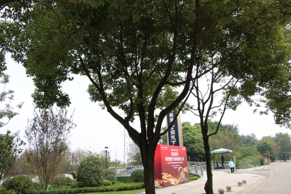 协信天骄城_实景图_19