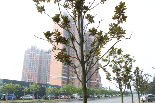 协信天骄城_实景图_182
