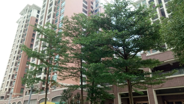 中盈壹英里实景图