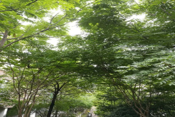 怀化万隆维也纳森林_实景图_5