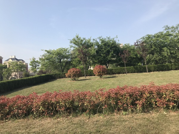 奥德海棠_实景图_7