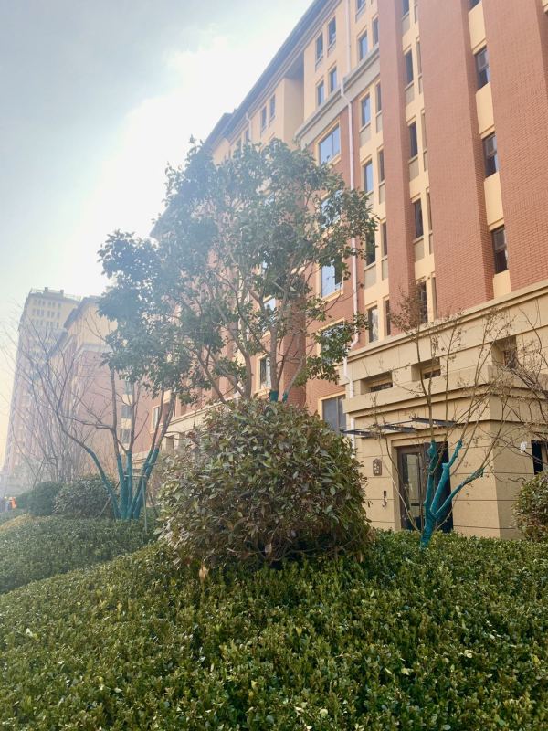 恒信绿城·百合花园_实景图_2