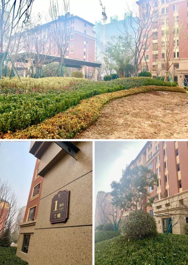 恒信绿城·百合花园_实景图_3