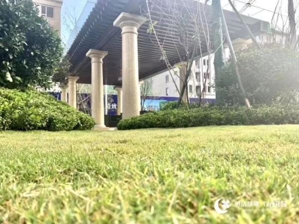 恒信绿城·百合花园_实景图_6