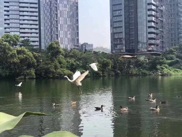 新天鹅堡三期_实景图_16