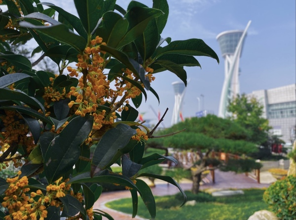 潍坊柒星国际_实景图_13