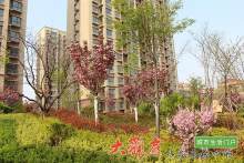 诸城桑莎丽都庄园_实景图_5
