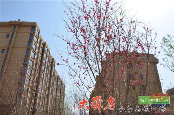 诸城桑莎丽都庄园_实景图_8