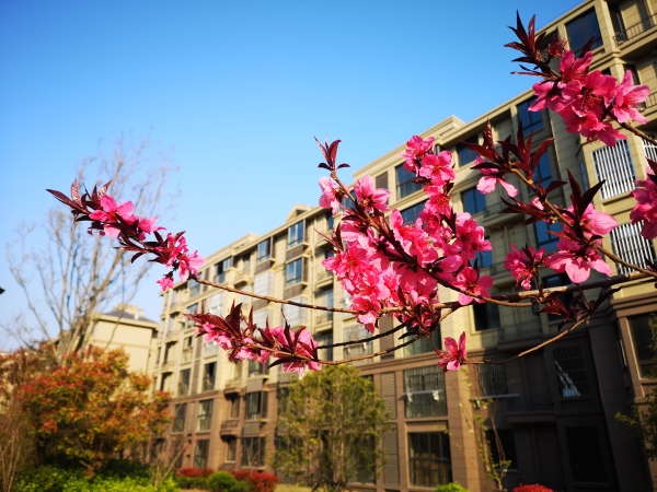 泗洲名城_实景图_4