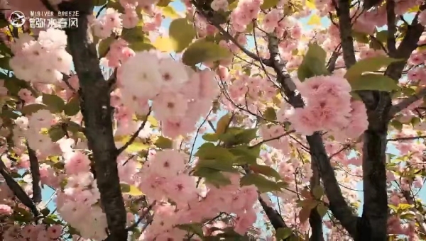 青州恒信弥水春风_实景图_15